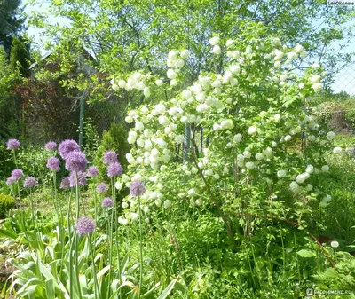 🌳🍃 Калина Бульденеж - секрет красивой обрезки вашего сада!