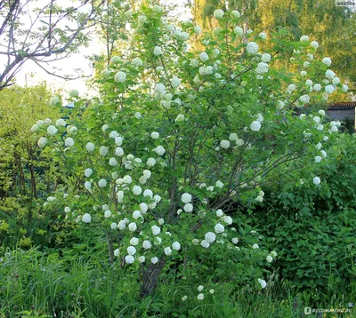 Калина обыкновенная \"Бульденеж\" купить саженцы в Нижнем Новгороде.