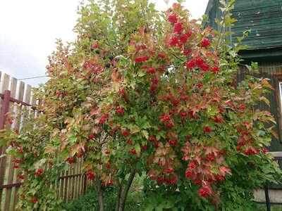 Калина обыкновенная (Viburnum opulus, калина красная)