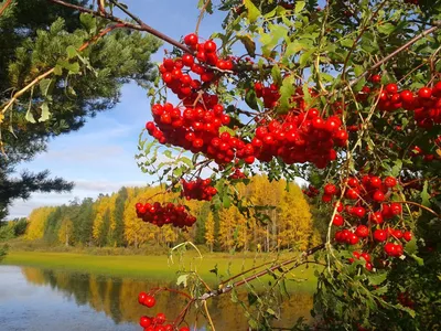 Калина декоративная Розеум (Бульденеж): купить саженцы