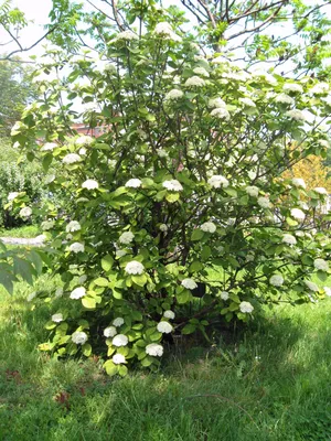 Калина обыкновенная (Viburnum opulus, калина красная)