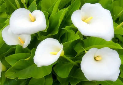 Букет из баклажановых калл - заказать доставку цветов в Москве от Leto  Flowers