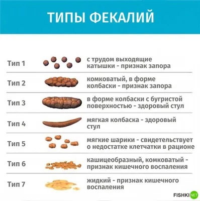 Мегаколон у кошек - симптомы, лечение