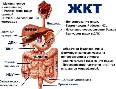 Синдром раздраженного кишечника: причины, симптомы и лечение