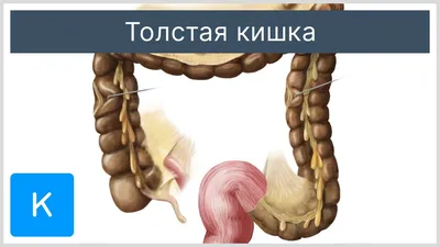 Gracia Estet - ‼️Часть 1‼️ Кишечник – самый крупный орган в организме  человека. Толстый кишечник имеет площадь около 200 кв. м., а длину – до 2  м. Тонкий кишечник более длинный (6-8