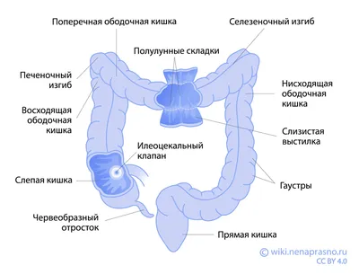 Синдром раздраженного кишечника: причины, симптомы и лечение