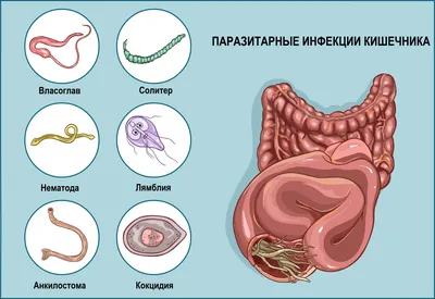 Непроходимость (инвагинация) кишечника у кошек: симптомы и лечение