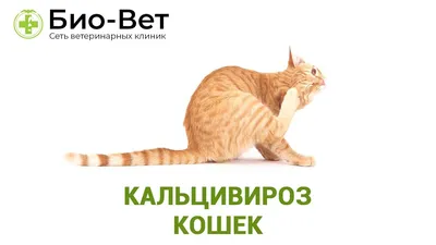 Калицивироз кошек - Ветеринарная клиника доктора Шустовой | Ветеринар  Балаково