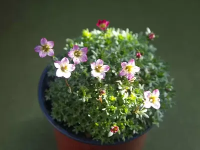 Камнеломка Арендса (Saxifrage х arendsii) | отзывы