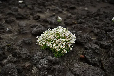 🌱 Камнеломка Арендса Pixie White по цене от 600 руб: саженцы, рассада -  купить в Москве с доставкой - интернет-магазин Все Сорта