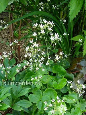 Камнеломка азиатская (Saxifraga asiatica Hayek) | Отражения