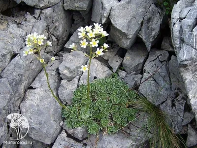 Коллекции растений ЦСБС СО РАН - Saxifraga stolonifera Curtis – Камнеломка  отпрысковая