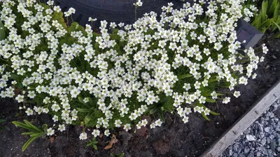 Фото многолетника: камнеломка теневая Aureopunctata (Saxifraga urbium) -  Частная коллекция Ирисов и Гладиолусов Ляшенко