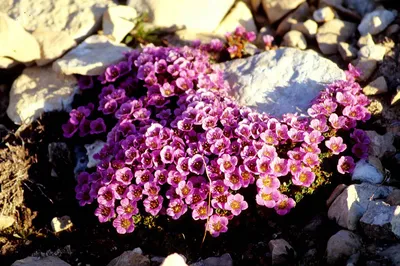 Камнеломка теневая вариегатная (Saxifraga urbium «Variegata») 300 руб,  купить, фото, описание