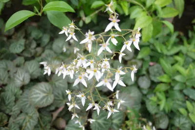 Камнеломка Арендса Розовая Saxifraga arendsii Lofty Pink Shades - купить  многолетники с доставкой по Украине в магазине Добродар