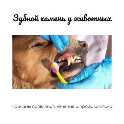 Зубной камень, налет или кариес: в чем отличия? | Стоматология Бескудниково