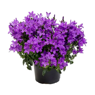 Кампанула (Campanula) — Интернет-магазин — Мбукет