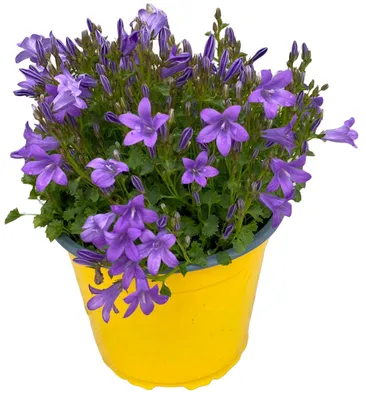 Кампанула Жених Пожарского (Campanula Poscharskyana) купить с доставкой по  Беларуси \"BuonRoza \"