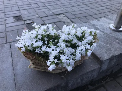 Кампанула /Campanula/