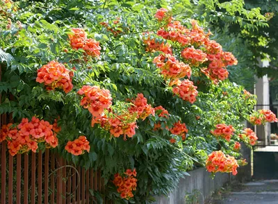 Кампсис укореняющийся (Campsis radicans) контейнер 2 литра. | Facebook  Marketplace | Facebook