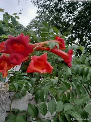 Кампсис укореняющийся оранжевый (Campsis radicans) купить, Кампсис  укореняющийся оранжевый (Campsis radicans) цена, Кампсис укореняющийся  оранжевый (Campsis radicans) недорого