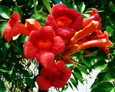 Campsis radicans mix, Кампсис укореняющийся|landshaft.info