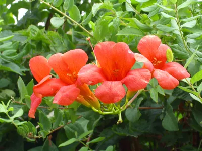 Кампсис укореняющийся оранжевый (Campsis radicans) купить, Кампсис  укореняющийся оранжевый (Campsis radicans) цена, Кампсис укореняющийся  оранжевый (Campsis radicans) недорого