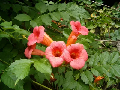 Кампсис укореняющийся Campsisradicans - Экзотик Флора