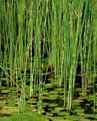 Камыш Табернемонтана 'Zebrinus (Scirpus tabernaemontani 'Zebrinus')