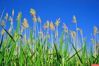 Камыш весной / Spring reed | Владимир Абрамчук | Flickr