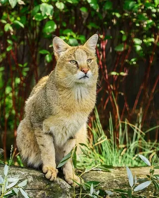 камышовый кот — Фото №29918