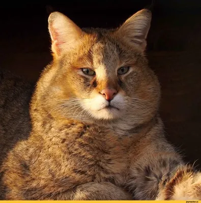 Амурский лесной кот — Википедия