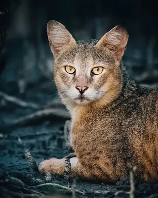 Камышовый кот — Википедия