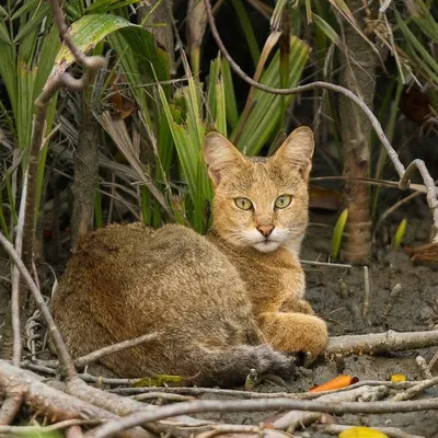 Камышовый кот меланист - 67 фото