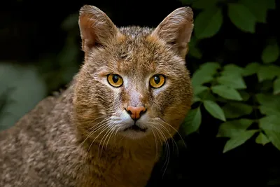 Как в минском зоопарке появился краснокнижный камышовый кот из Новосибирска  - Российская газета