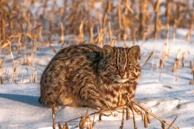 Камышовая кошка или болотная рысь - Zoo