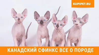 Канадский сфинкс - воспитание лысого чуда - Кошки и котята