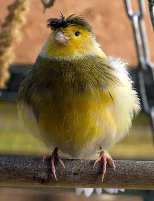 Gloster canary-Глостерская канарейка | Canary birds, Pretty birds, Pet birds