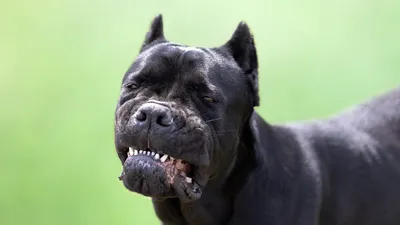 Щенки Кане Корсо - Kennel Cane Corso | Kyiv