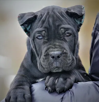 фото щенков маленьких Кане корсо - Пошук Google | Corso dog, Cane corso  puppies, Cane corso dog