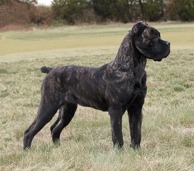 Кане корсо (Cane Corso) – это бесстрашная и очень преданная порода собак.  Описание, фото, отзывы владельцев.