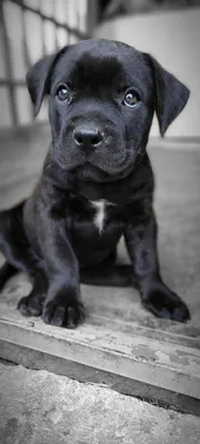 Even a child can handle the Cane Corso? About the dog breed Cane Corso -  YouTube