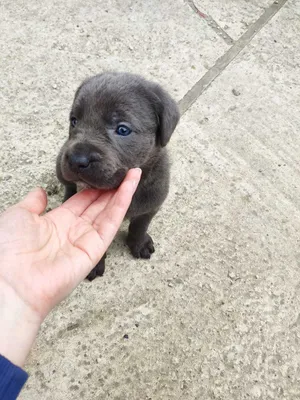 Кане-Корсо, Cane Corso