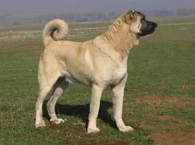 Кангал порода собаки. | Cachorro grande, Material do cão, Cão de guarda