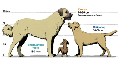 Кангал (анатолийская овчарка): все о собаке, фото, описание породы,  характер, цена