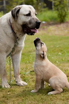 ПОМЕТ Ю-2019 РКФ (КАНГАЛ) — КАНГАЛ (KANGAL ÇÖBAN KÖPEĞI) — Питомник  среднеазиатских овчарок (алабаев), кангалов, кавказских овчарок,  французских бульдогов, чихуахуа «С Северного Урала»