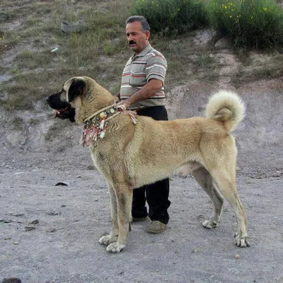 Кангал, питомник \"Selim Kangal\" | Minsk