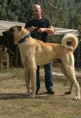 Турецкий кангал | Kangal dog, Large dog breeds, Dogs