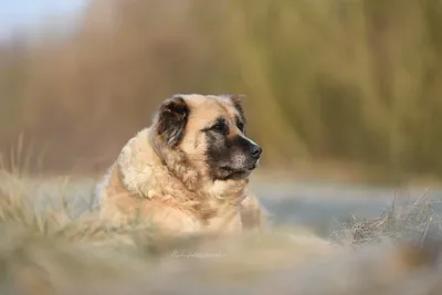 Кангал Kurtcu: 11 тыс изображений найдено в Яндекс.Картинках | Kangal dog,  Big dog breeds, Alabai dog