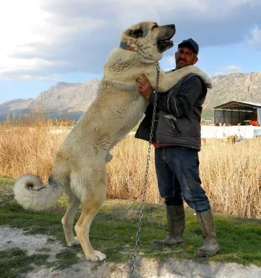 Алабай против Кангала. Alabai against Kangal. Собаки. Батл собак. - YouTube